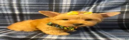 Yorkshire Terrier dogs for sale: Yorkshire Terrier 3 - Ad 2