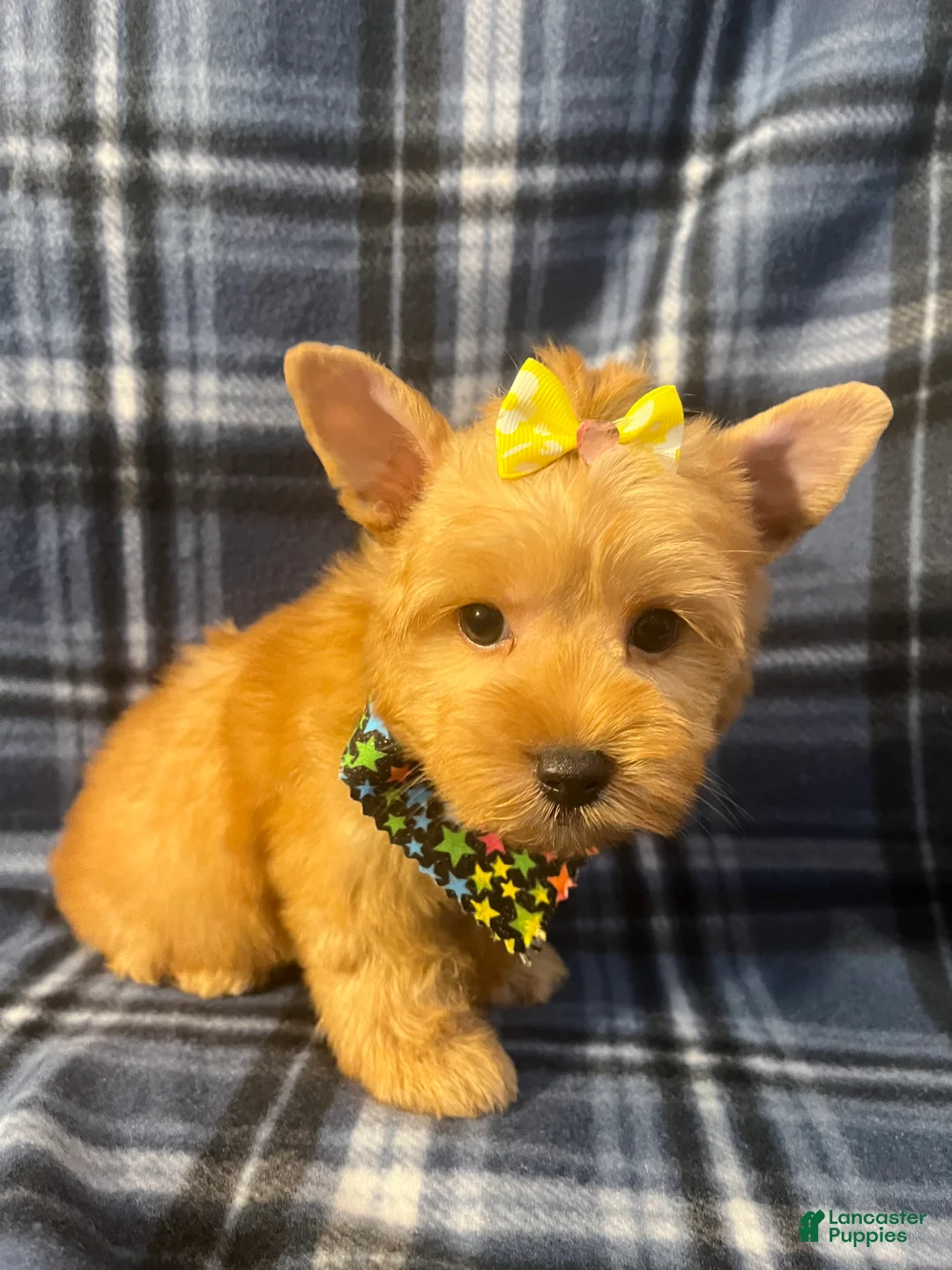 Yorkshire Terrier dogs for sale: Yorkshire Terrier 3 - Ad 2