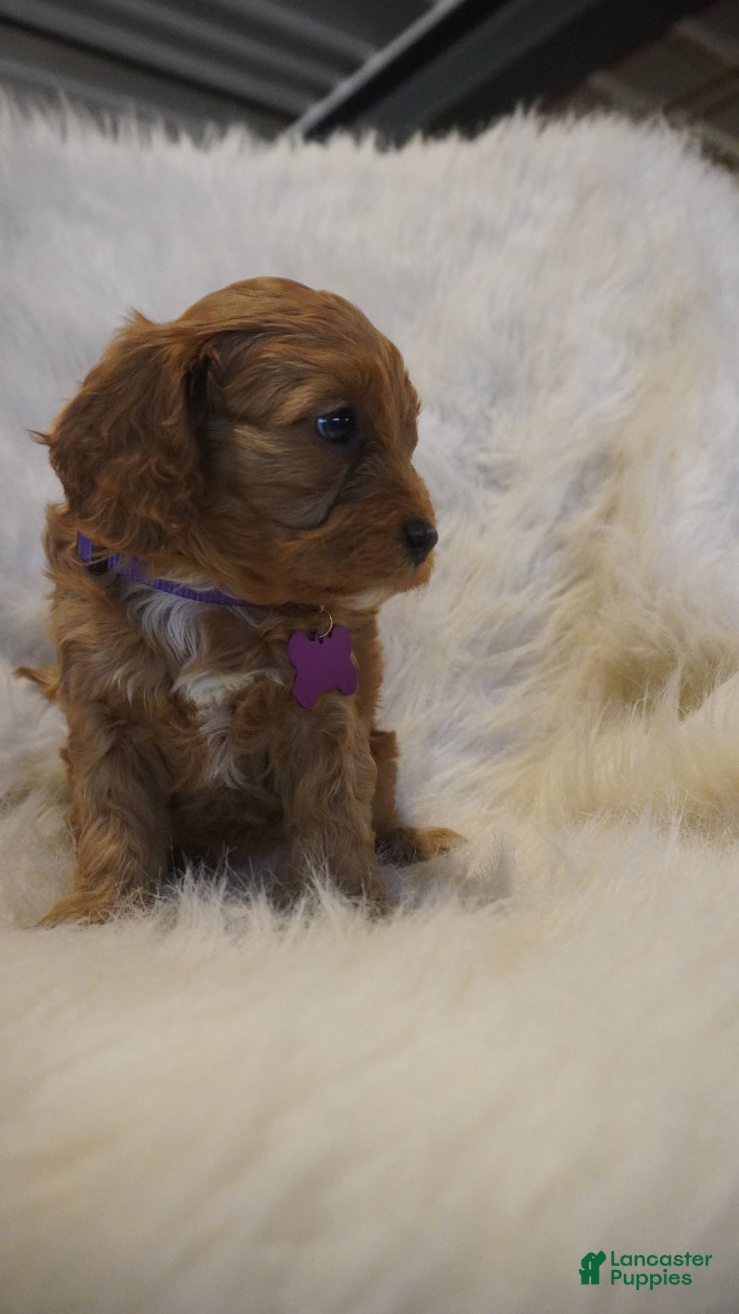 Cavapoo dogs for sale: Pluto  - Ad 10