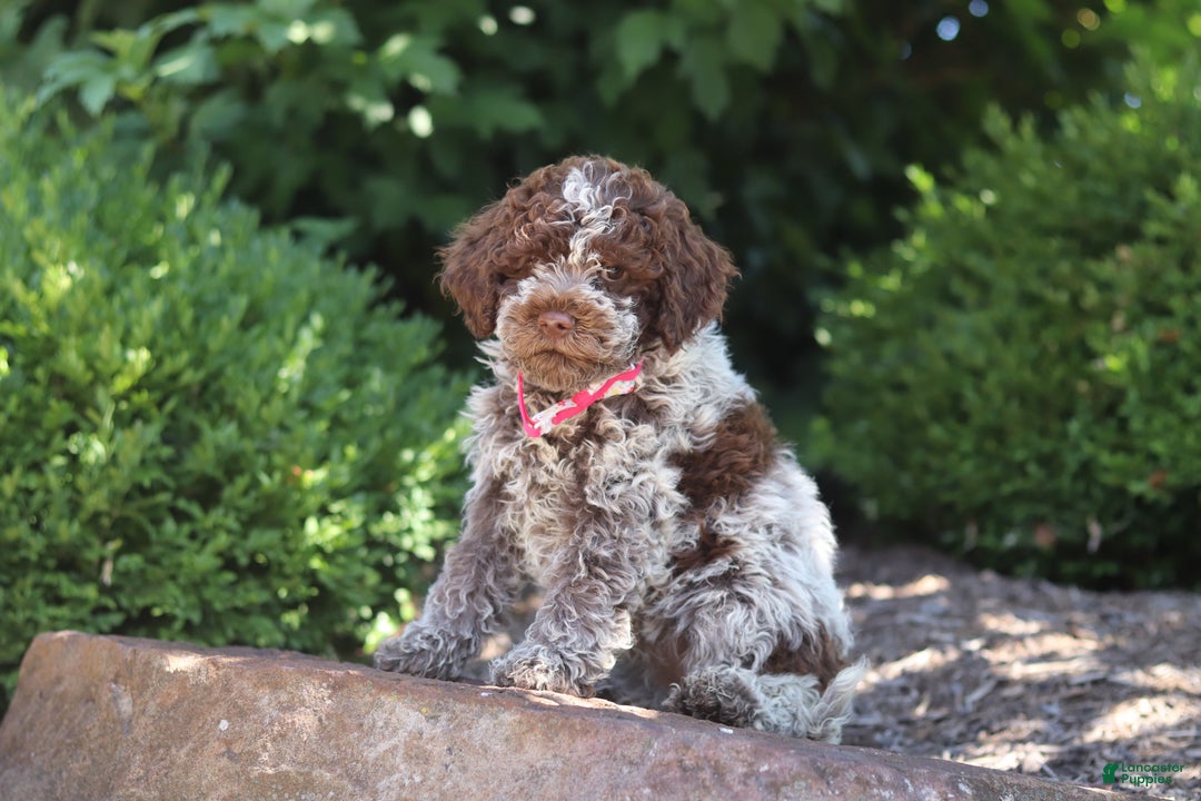 Lagotto Romagnolo dogs for sale: Mia - Ad 15