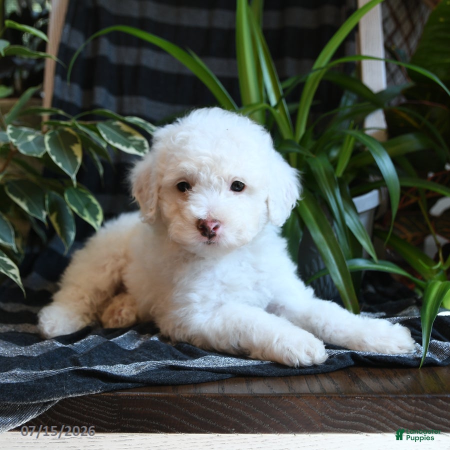 Bichpoo dogs Buddy - Ad 1