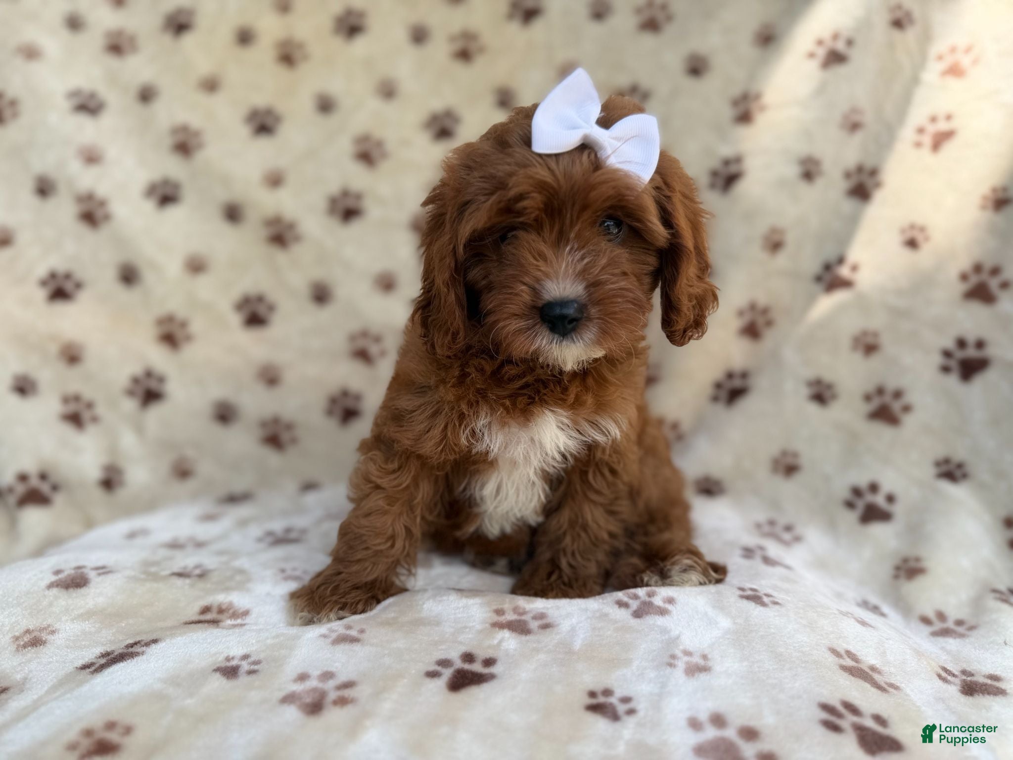 Cavapoo dogs Lettie - Ad 30