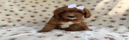 Cavapoo dogs for sale: Lettie - Ad 1