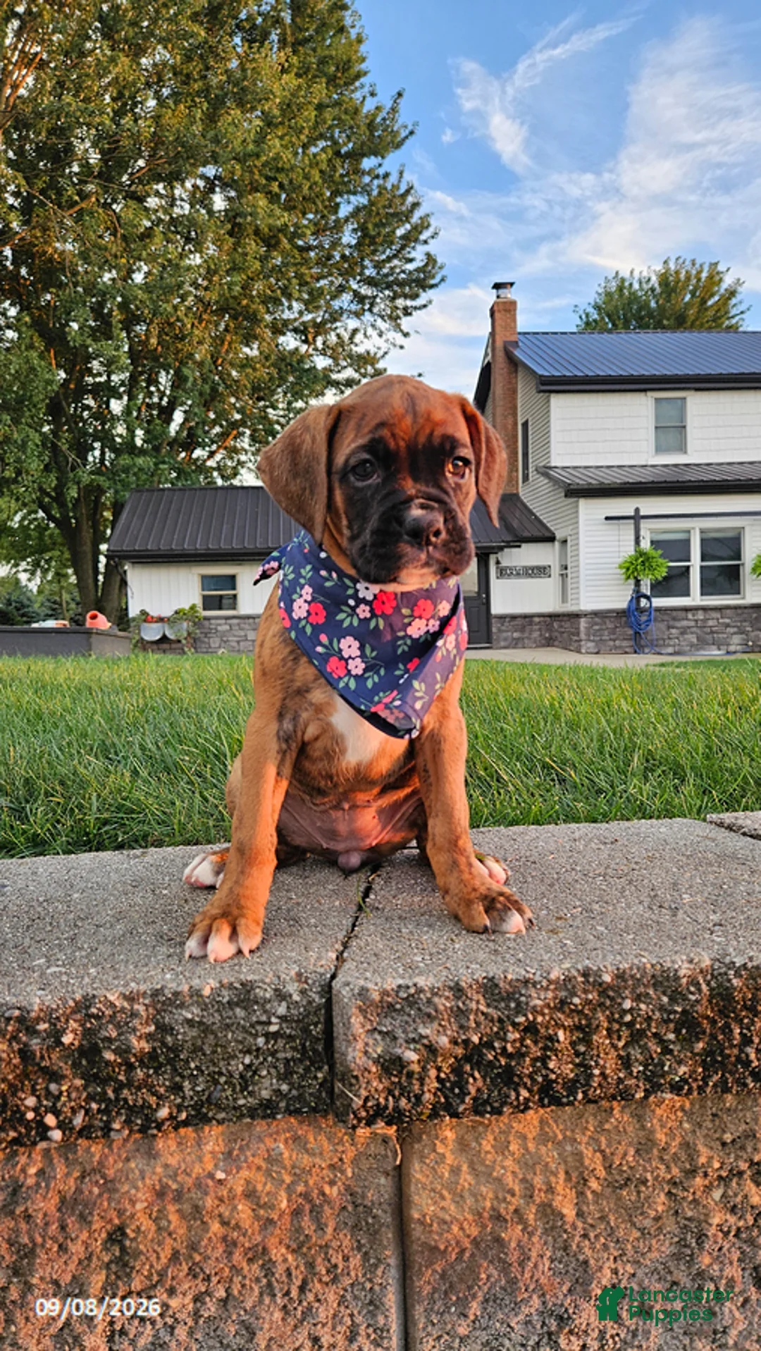 Boxer dogs for sale: Brandi - Ad 3