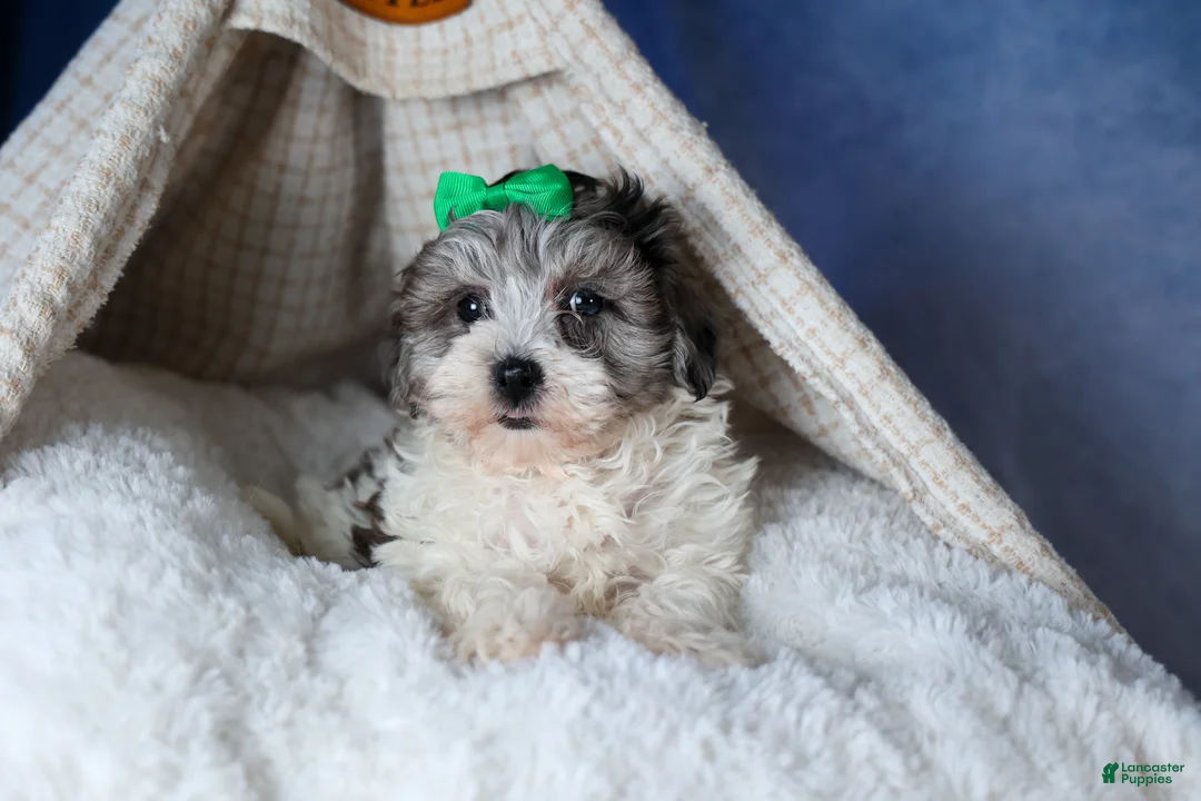 Havapoo dogs for sale: EDDIE - Ad 13