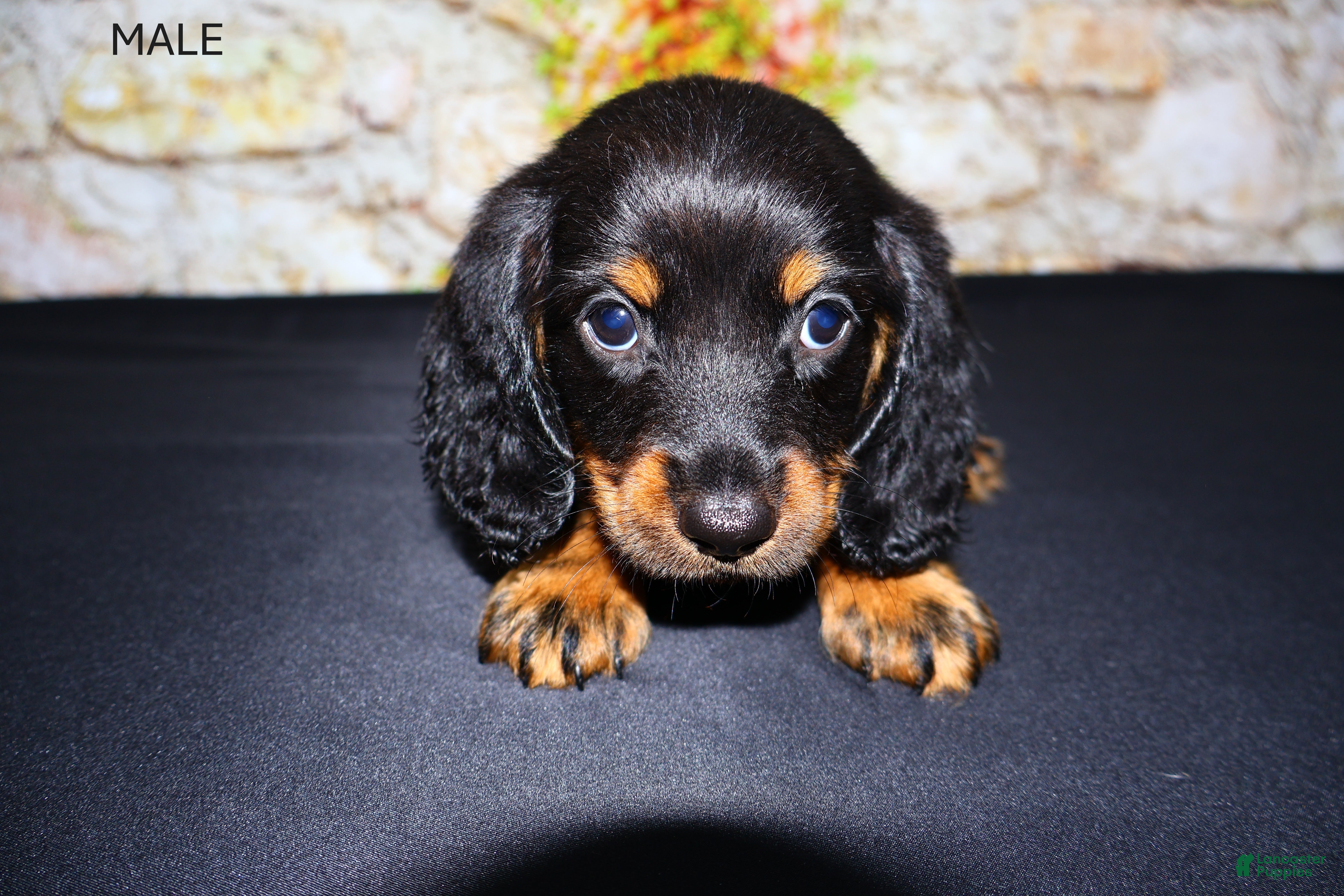 Miniature Dachshund dogs Ripp - Ad 2