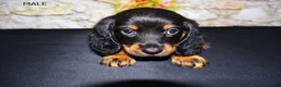 Miniature Dachshund dogs for sale: Ripp - Ad 2