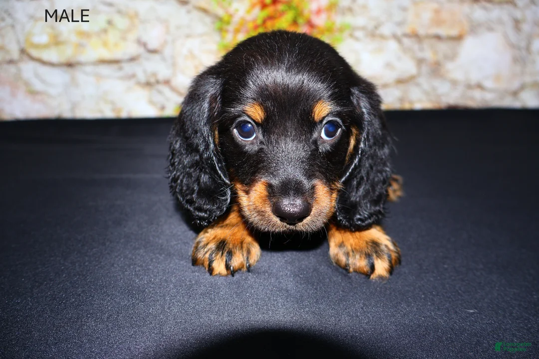 Miniature Dachshund dogs for sale: Ripp - Ad 2