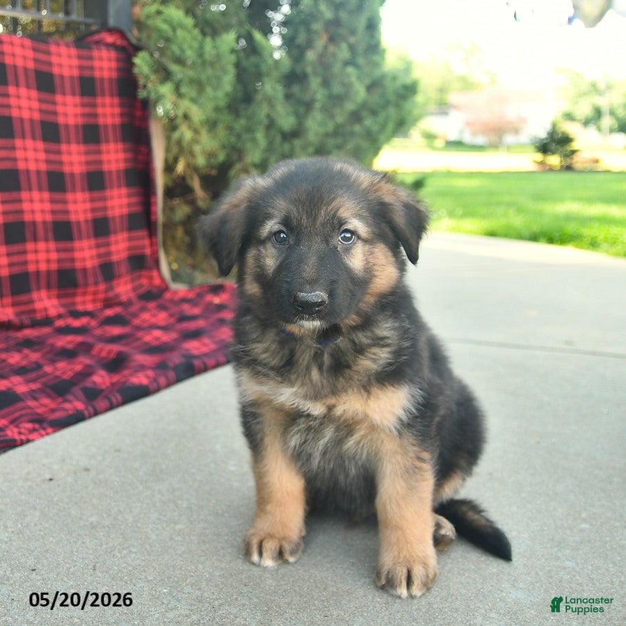 Mixed Breed dogs Ryder  - Ad 1