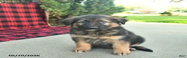 Ryder 