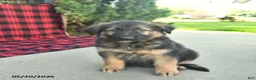 Mixed Breed dogs for sale: Ryder  - Ad 1