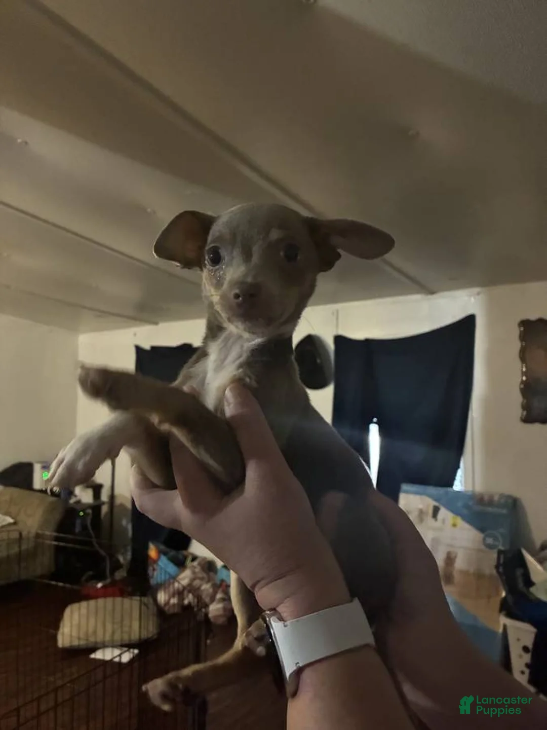 Chihuahua dogs for sale: Chihuahua Puppy 1 - Ad 1