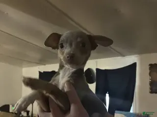 Chihuahua dogs Chihuahua Puppy 1 - Ad 21