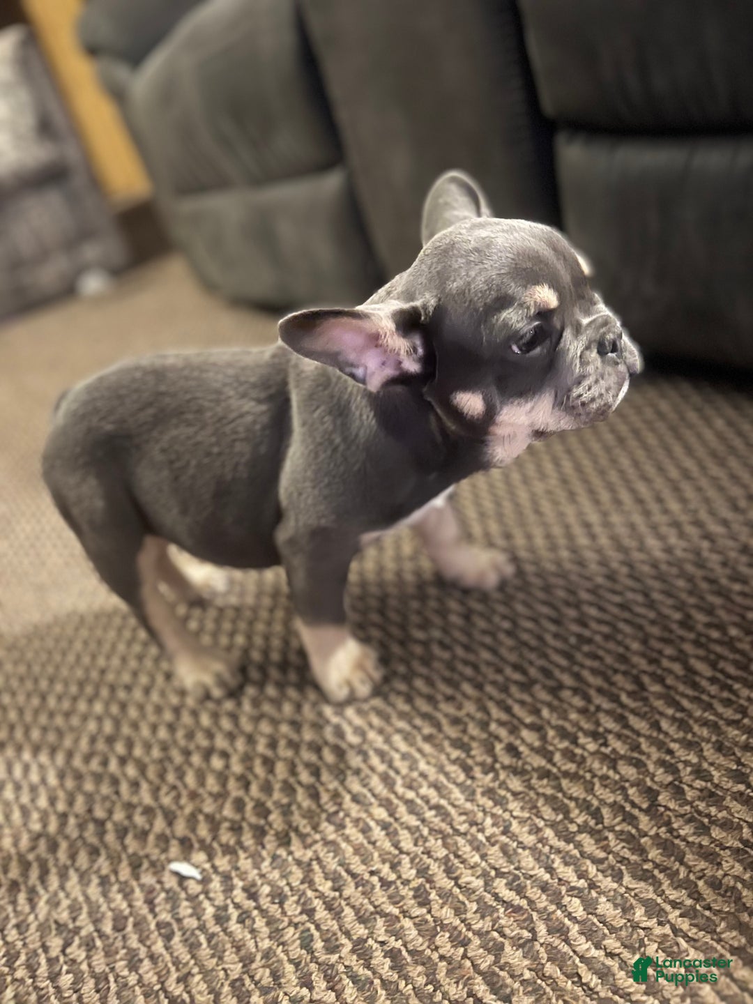 French Bulldog dogs for sale: French Bulldog Puppy 1 - Ad 1