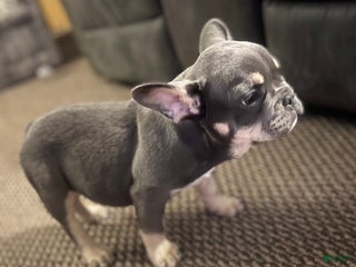 French Bulldog dogs French Bulldog Puppy 1 - Ad 29