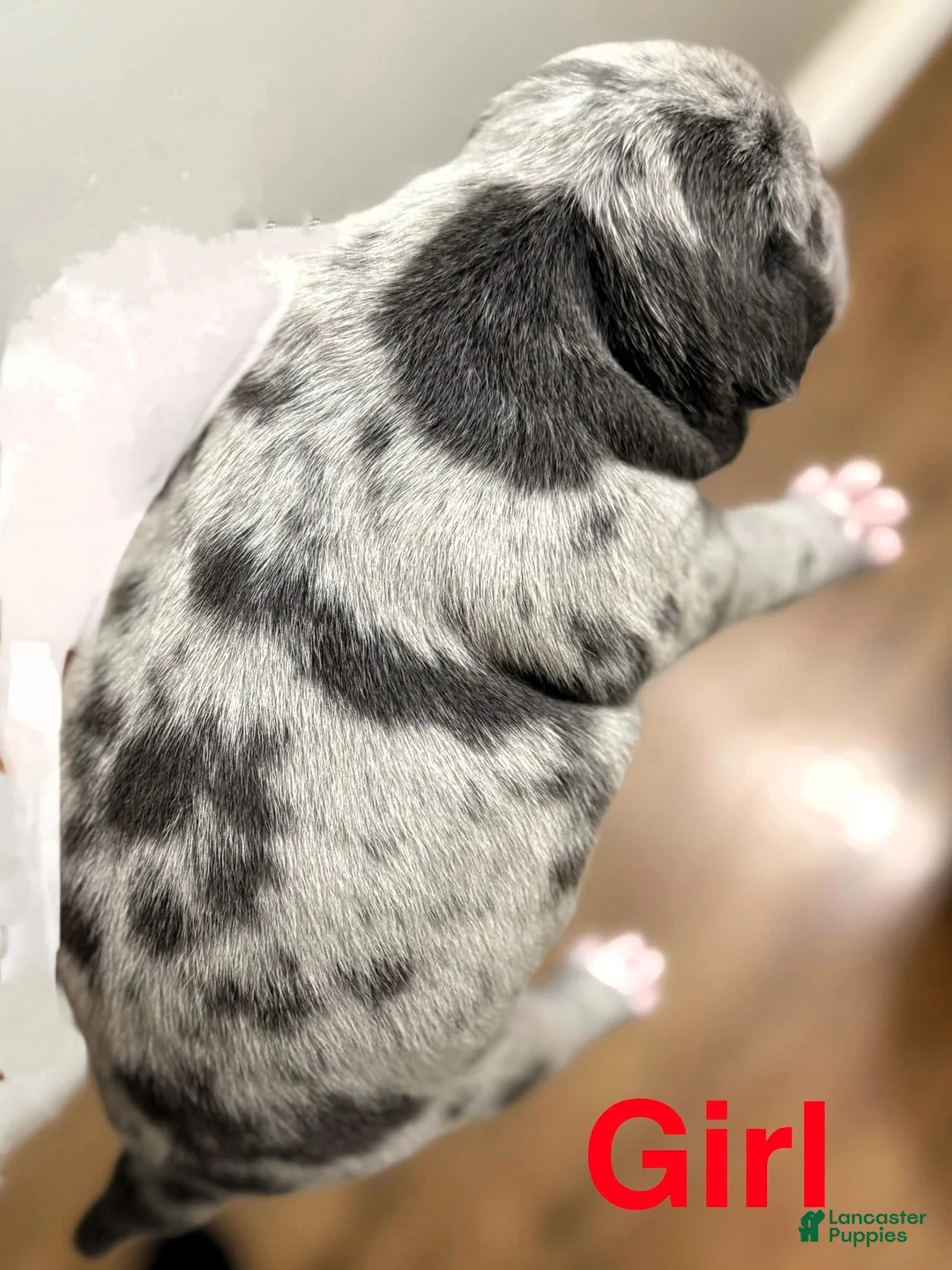 American Bully dogs for sale: "LIL KIM" - Ad 7