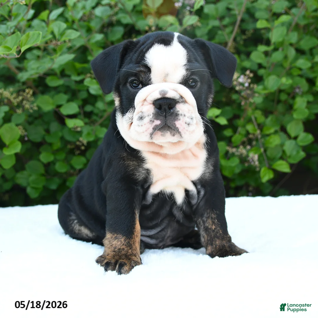 English Bulldog dogs for sale: Sheila - Ad 1