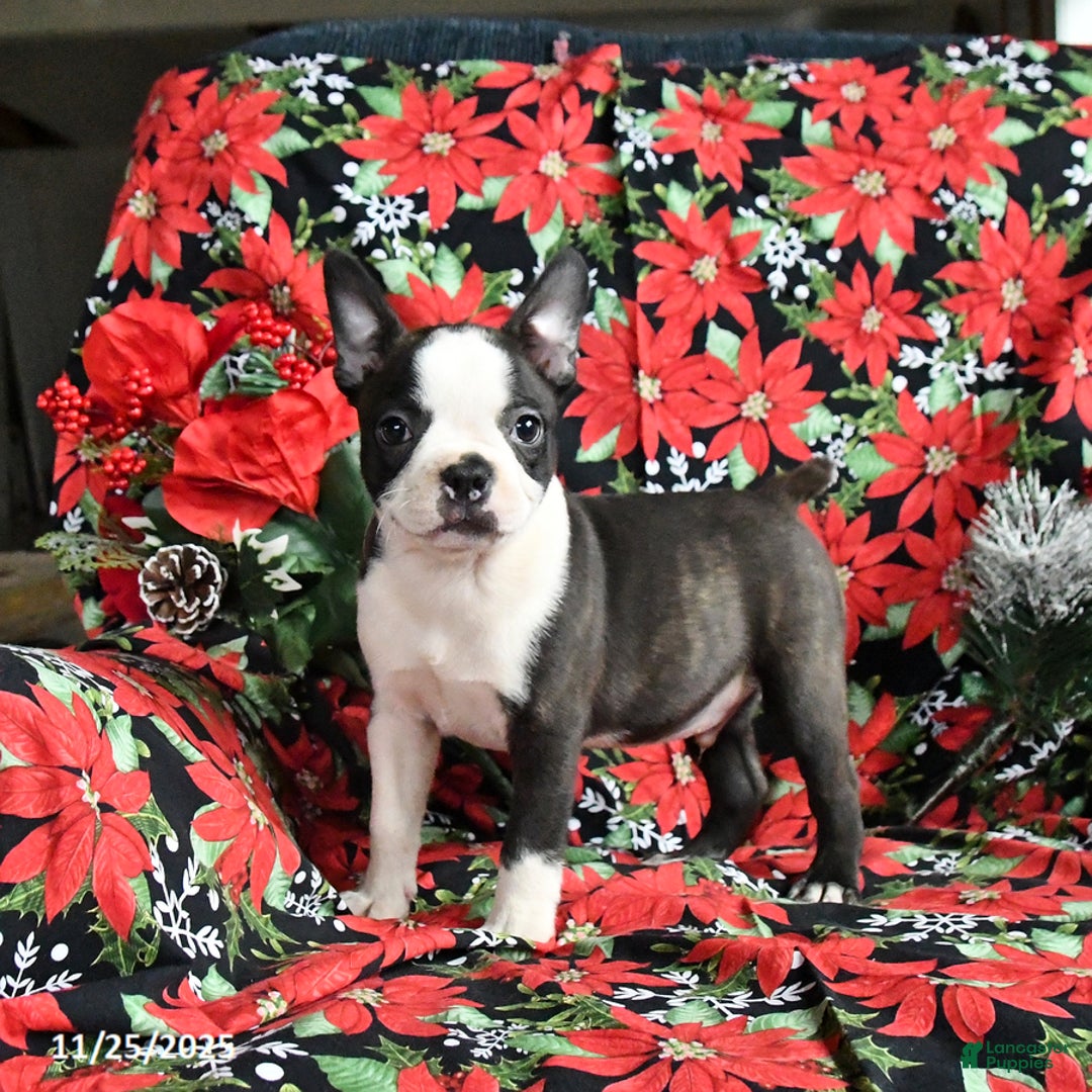Boston Terrier dogs for sale: Chip  - Ad 1