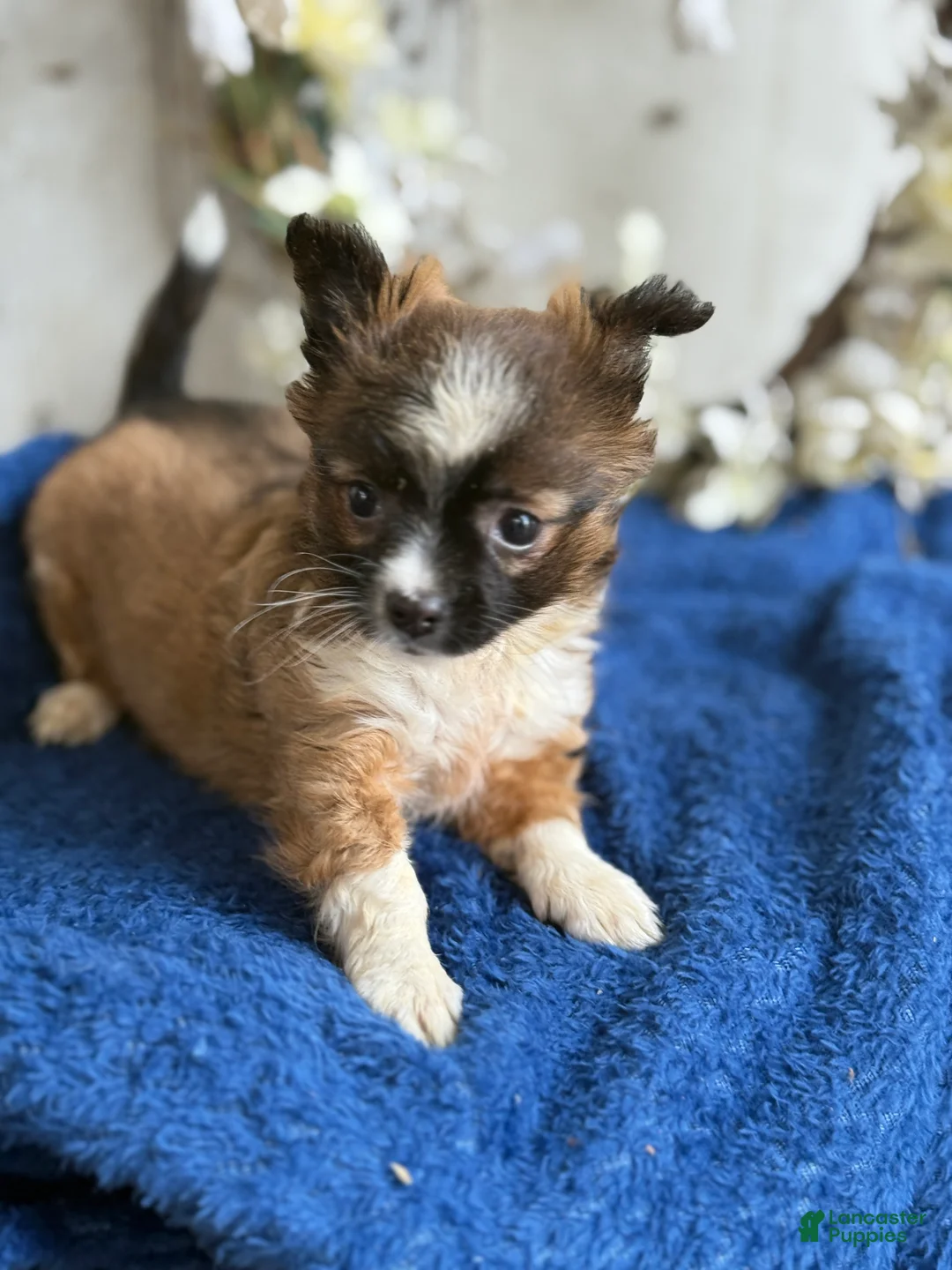 Chihuahua dogs for sale: Zeke - Ad 2