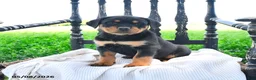Rottweiler dogs for sale: Redford - Ad 2