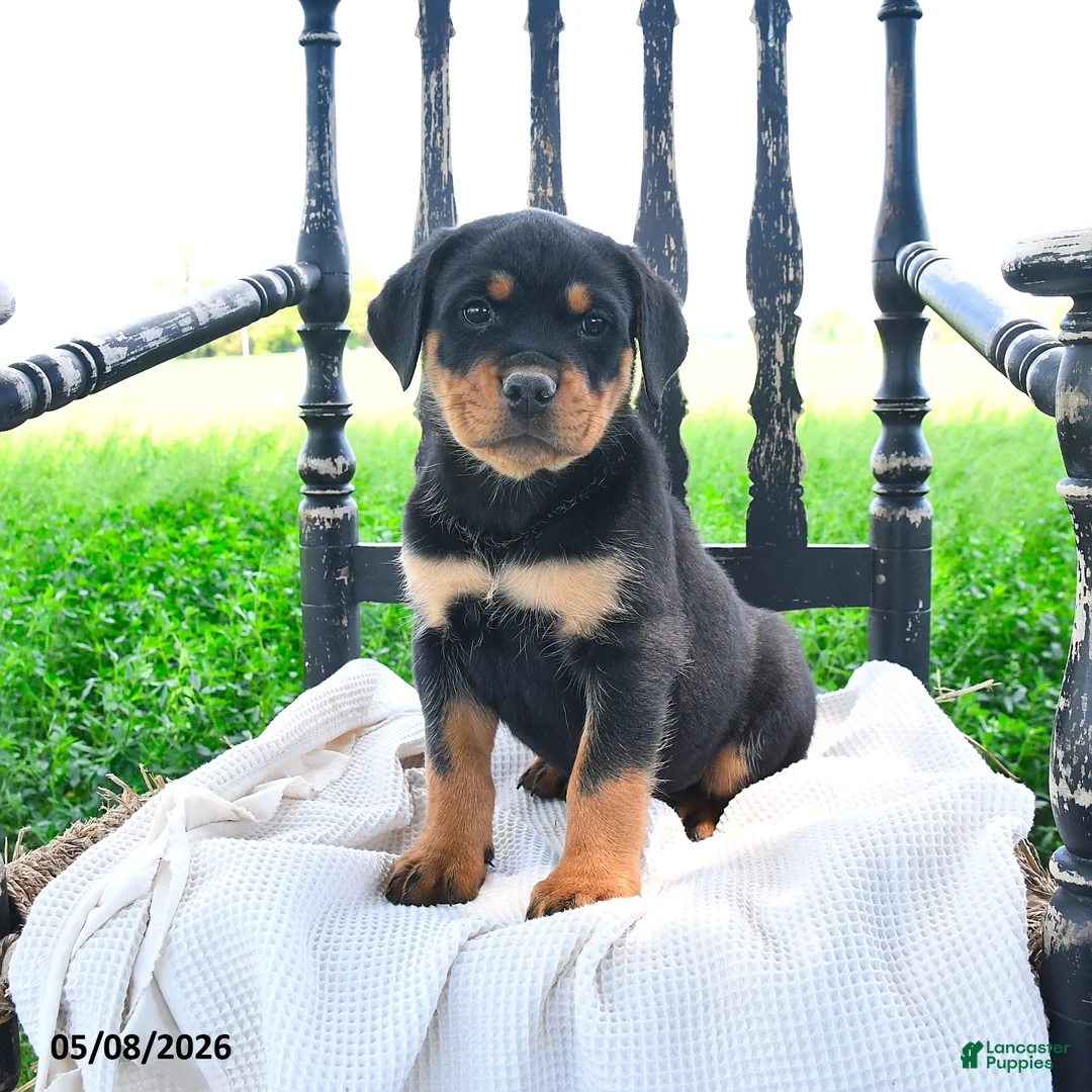Rottweiler dogs for sale: Redford - Ad 2