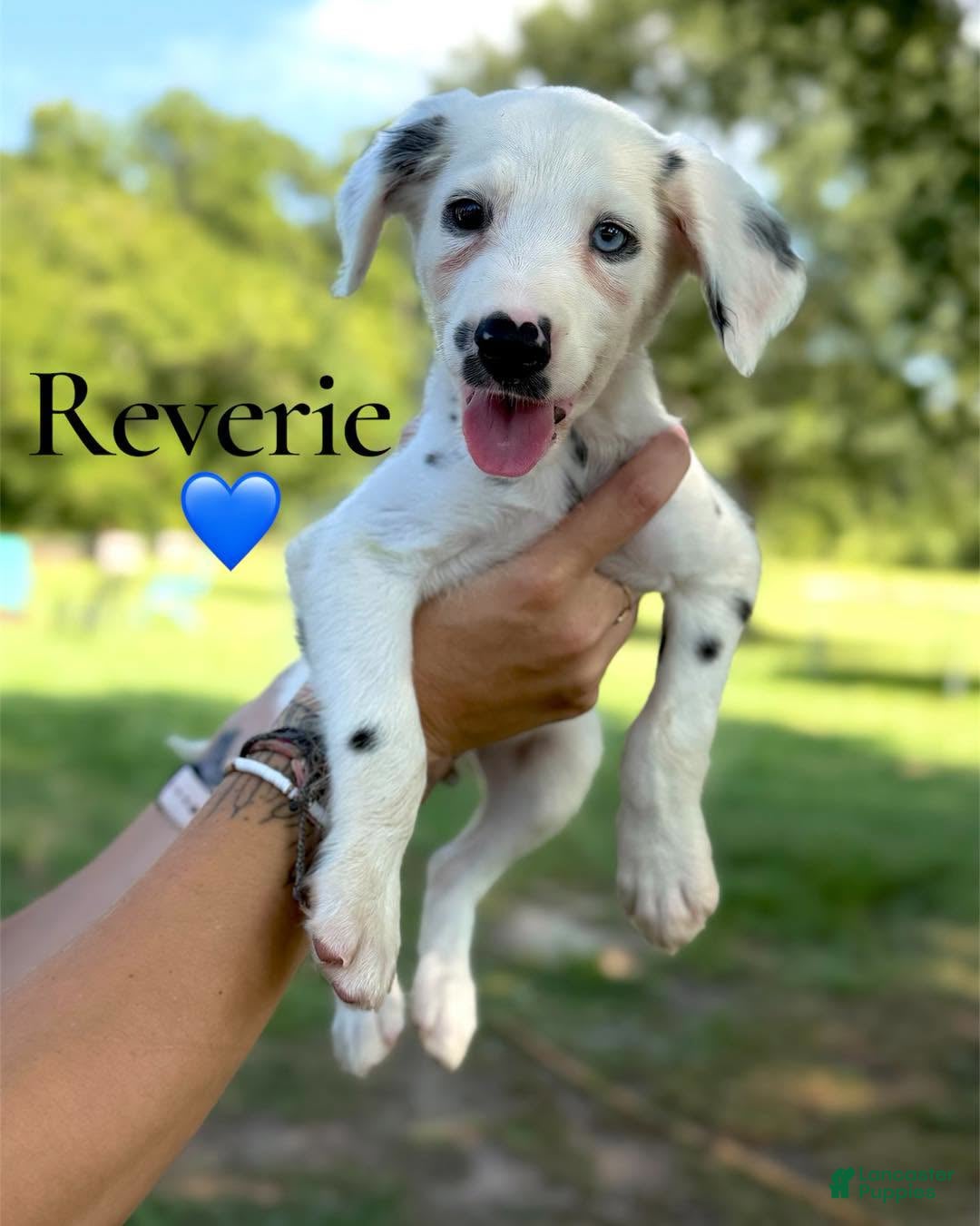 Dalmatian dogs Reverie - Ad 5