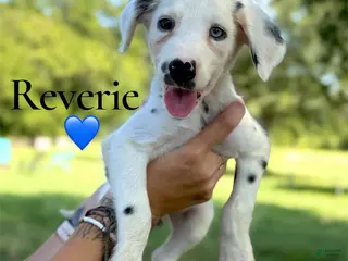 Dalmatian dogs Reverie - Ad 5