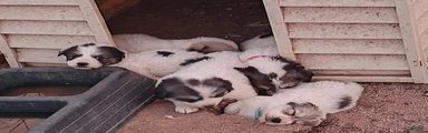 SOLD Working Anatolian Pyrenees Great Pyrenees Puppy