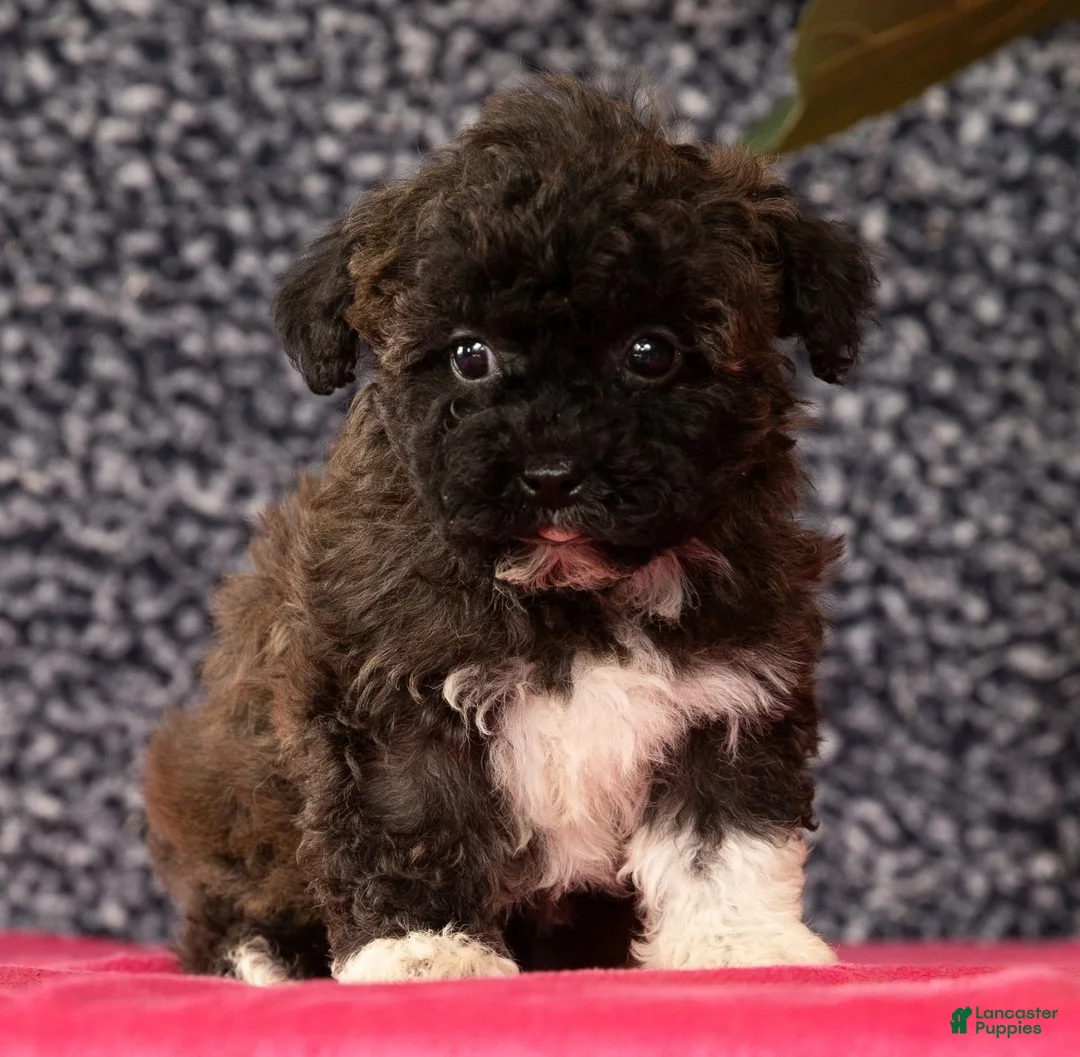 Havapoo dogs for sale: Garrett - Ad 4