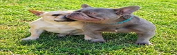 French Bulldog dogs for sale: French Bulldog 2 - Ad 2