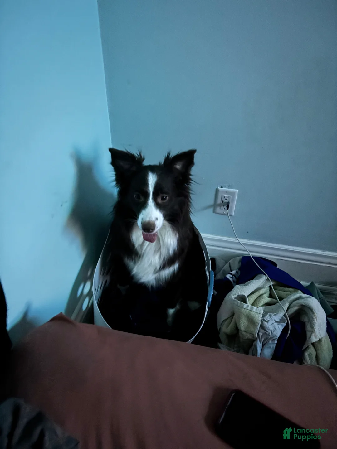 Mixed Breed dogs for sale: Mixed Breed Puppy 1 - Ad 8