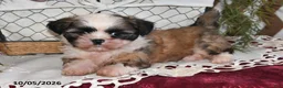 Shih Tzu dogs for sale: Benji - Ad 5