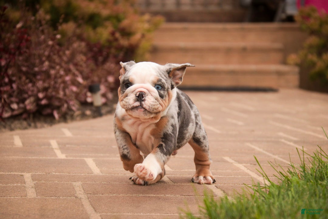 English Bulldog dogs Sebastian English Bulldog  - Ad 2
