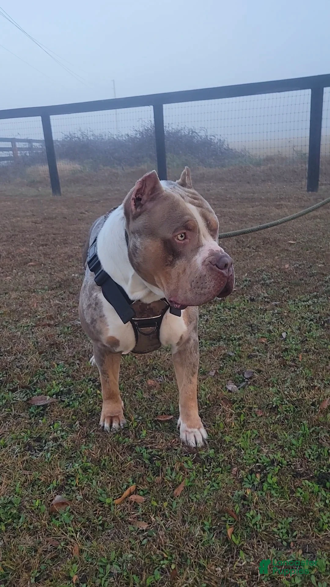 American Bully dogs for sale: GUY - Ad 5