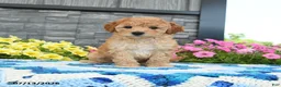 Mini Goldendoodle dogs for sale: Karabell  - Ad 1
