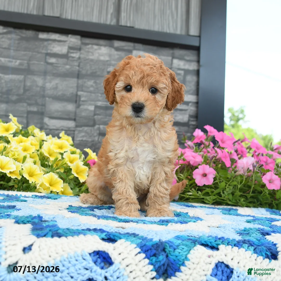Mini Goldendoodle dogs for sale: Karabell  - Ad 1