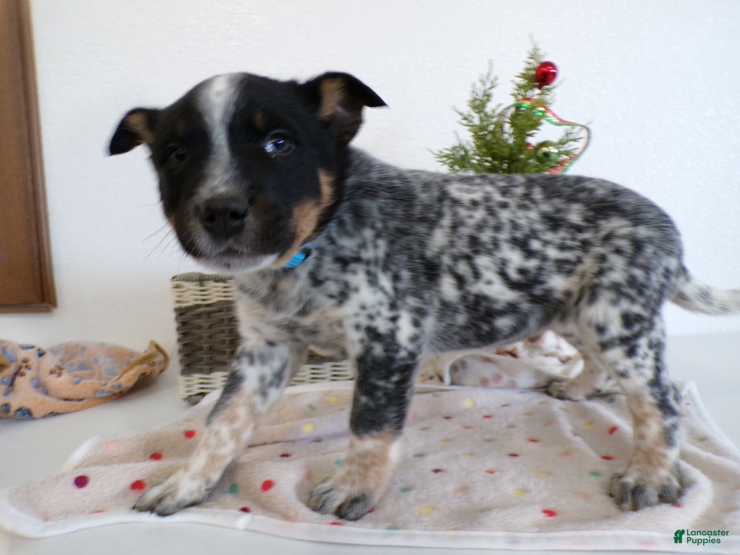 Australian Cattle Dog dogs for sale: Australian Cattle Dog Puppy 1 Jarvis - Ad 1