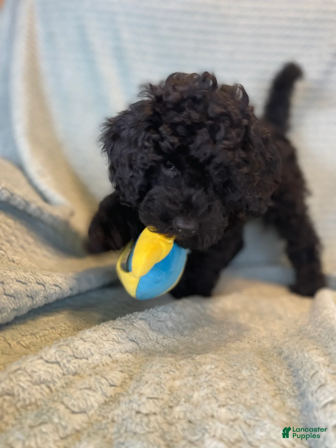 Miniature Poodle dogs for sale: Ivar - Ad 1