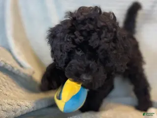 Miniature Poodle dogs for sale: Ivar - Ad 2