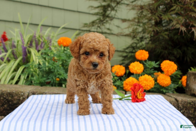 Miniature Poodle dogs Henry - Ad 1