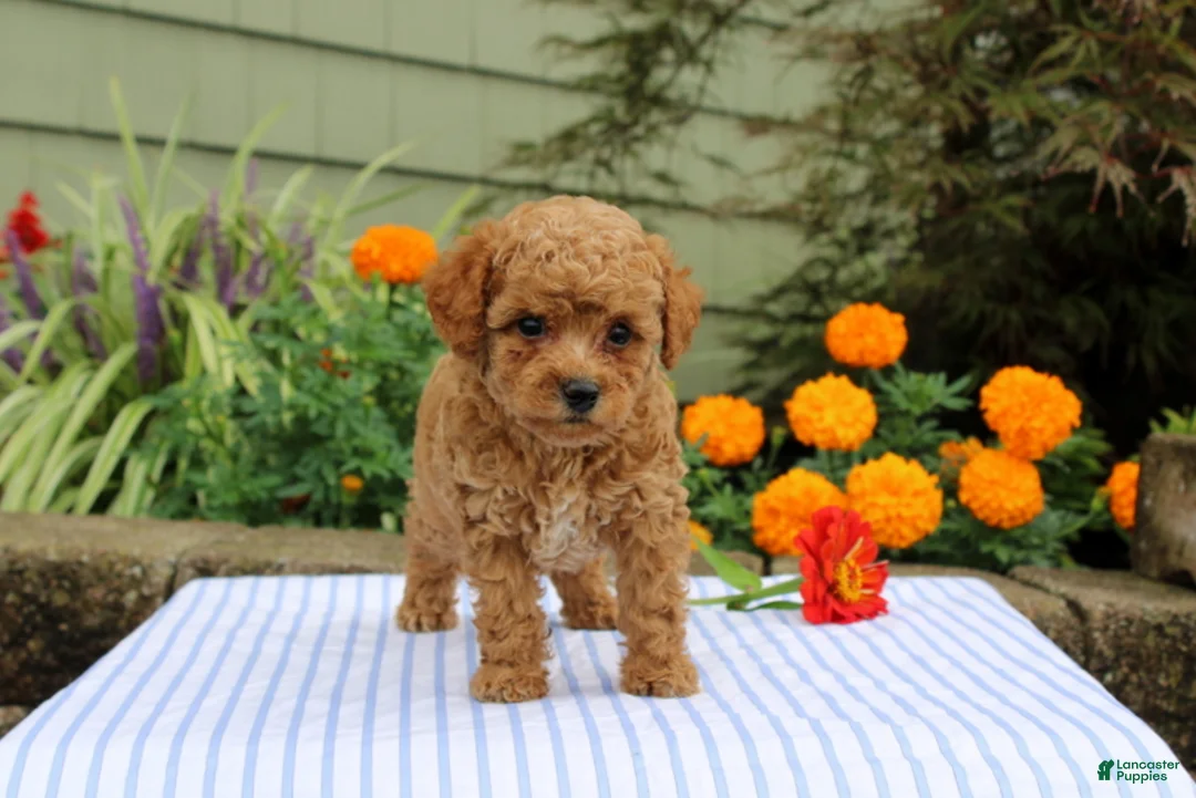 Miniature Poodle dogs for sale: Henry - Ad 1