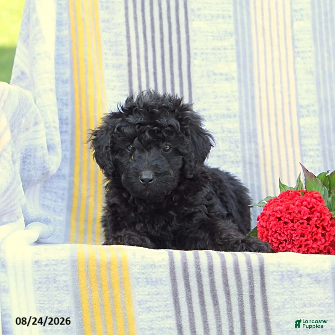 Miniature Poodle dogs for sale: Snapper - Ad 4