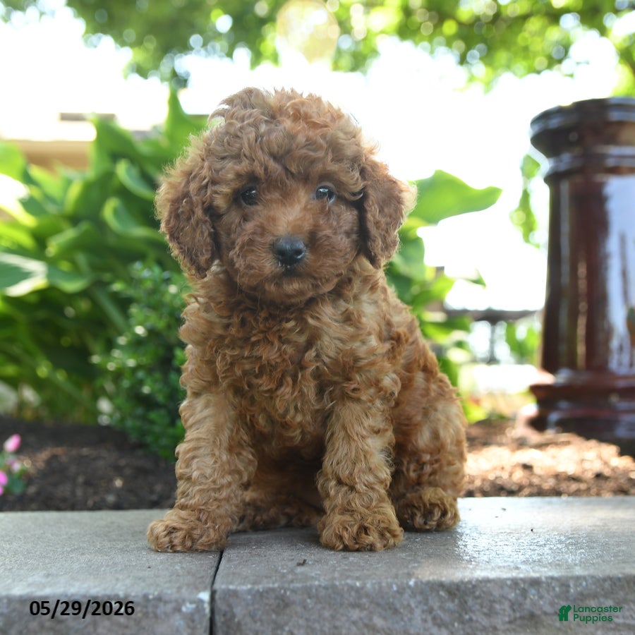 Toy Poodle dogs Sunny  - Ad 1