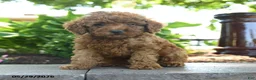 Toy Poodle dogs for sale: Sunny  - Ad 1