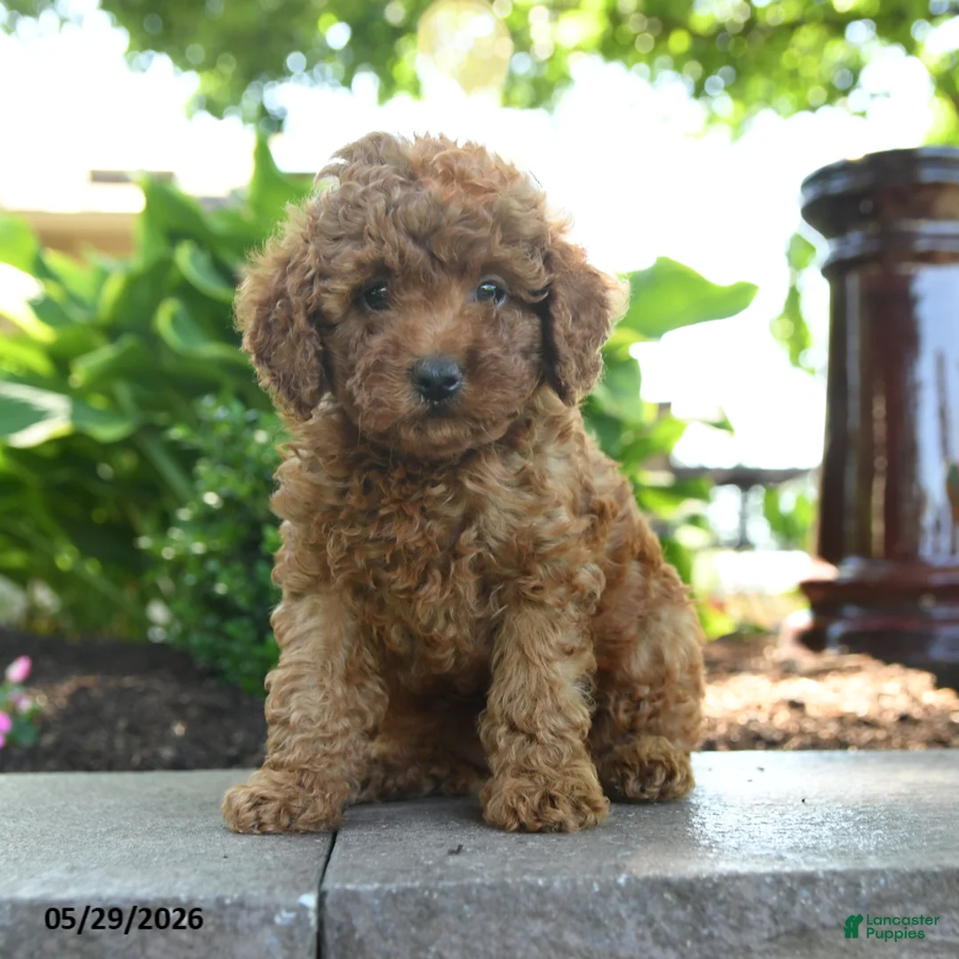 Toy Poodle dogs for sale: Sunny  - Ad 1