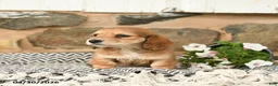Miniature Dachshund dogs for sale: Karla - Ad 2