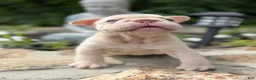 French Bulldog dogs for sale: Cherry - Ad 5