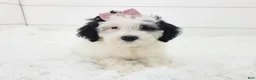 Portuguese Water Dog dogs for sale: Mikaela - Ad 2
