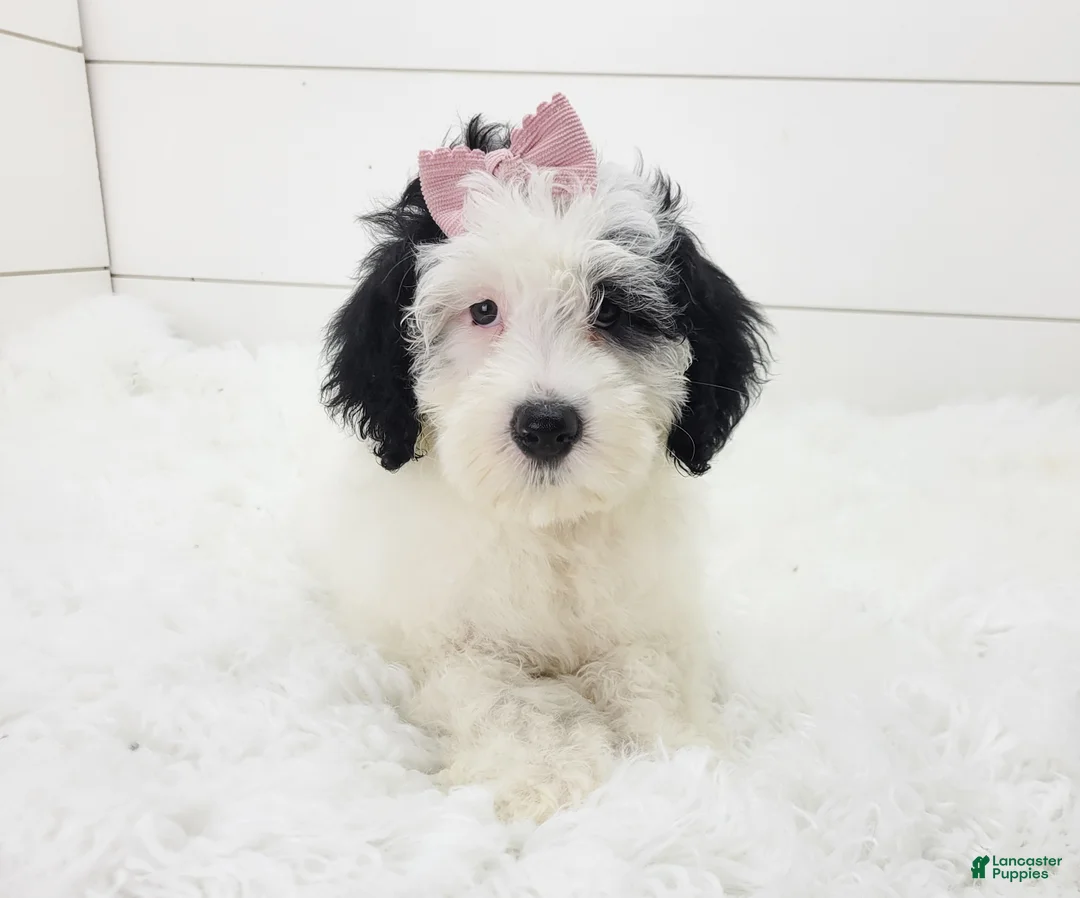 Portuguese Water Dog dogs for sale: Mikaela - Ad 2