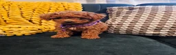 Toy Poodle dogs for sale: Ruby-Potty Trained 5lbs Full GROWN - Ad 6